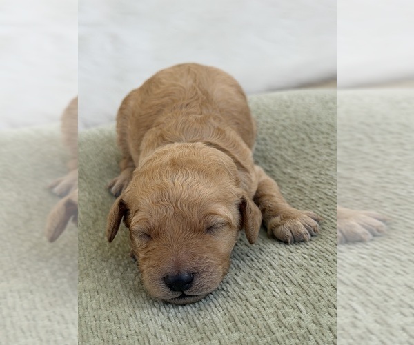 Medium Photo #1 Goldendoodle mix (+ Poodle Standard) Puppy For Sale in MAYNARDVILLE, TN, USA