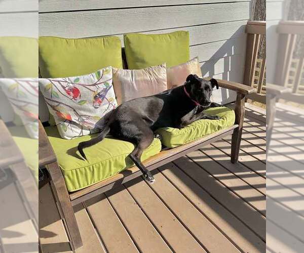 Medium Photo #7 Labrador Retriever-Unknown Mix Puppy For Sale in Kennesaw, GA, USA