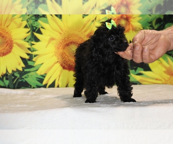 Medium Photo #33 Poodle (Toy) Puppy For Sale in DYERSBURG, TN, USA