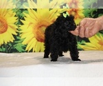 Melina - Female Poodle (Toy) Puppy for Sale - Photo #33