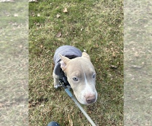 American Bully Puppy for sale in Windsor, Ontario, Canada