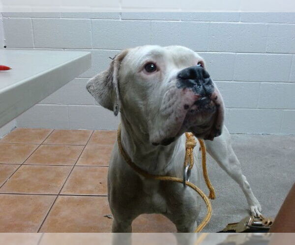 Medium Photo #1 Boxer Puppy For Sale in Downey, CA, USA