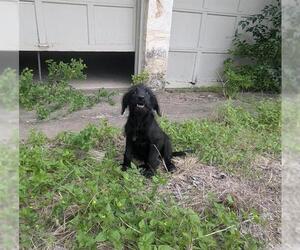Mutt Dogs for adoption in San Antonio, TX, USA