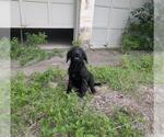 Small Mutt