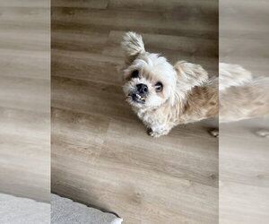 Dolly Pawton - Female Shih Tzu-Unknown Mix Dog for Adoption - Photo #4