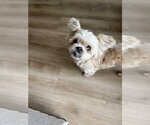Small Photo #4 Shih Tzu-Unknown Mix Puppy For Sale in oakland, FL, USA