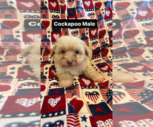 Medium Cocker Spaniel-Poodle (Miniature) Mix