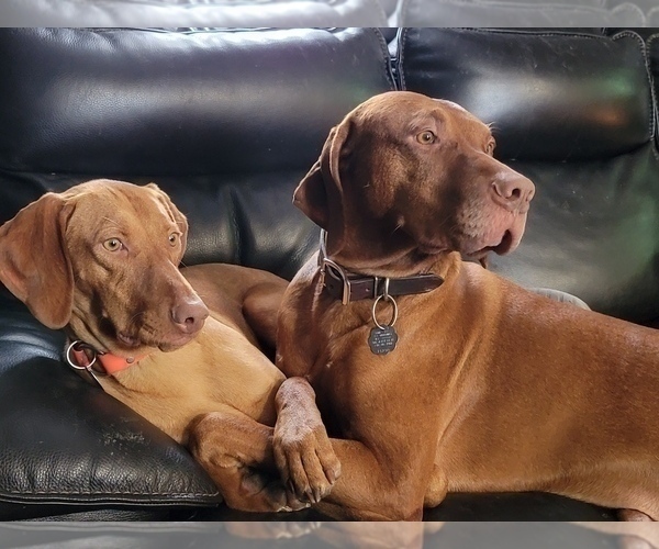 Full screen Photo #11 Vizsla Puppy For Sale in NEW YORK MILLS, MN, USA