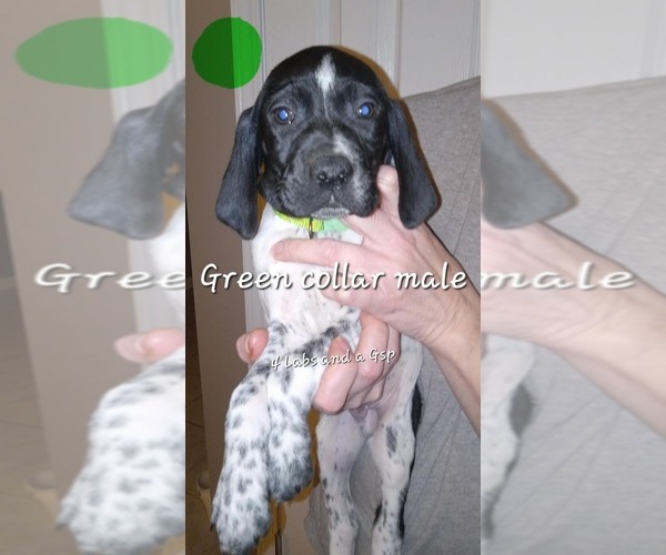 Medium Photo #3 German Shorthaired Pointer Puppy For Sale in RICHMOND, MO, USA