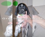 Small #2 German Shorthaired Pointer
