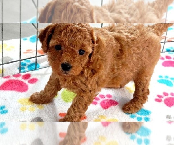 Medium Photo #6 Cavapoo mix (+ Poodle Miniature) Puppy For Sale in ORO VALLEY, AZ, USA