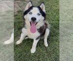 Small Alaskan Malamute Mix
