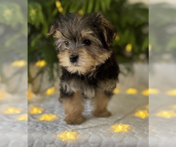Medium Photo #2 Morkie Puppy For Sale in ROCK STREAM, NY, USA