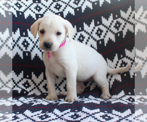 Labrador Retriever Puppy for sale in RONKS, PA, USA