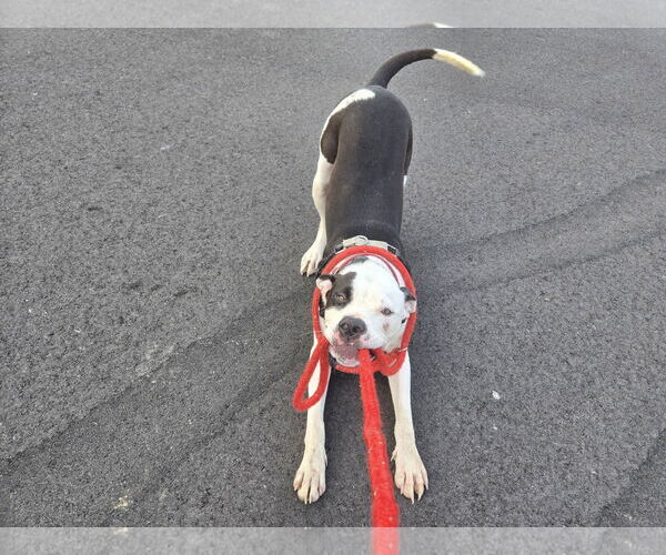 Medium Photo #4 American Pit Bull Terrier-Unknown Mix Puppy For Sale in St. Ann, MO, USA