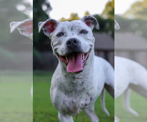 Mutt Dogs for adoption in Greenville, SC, USA