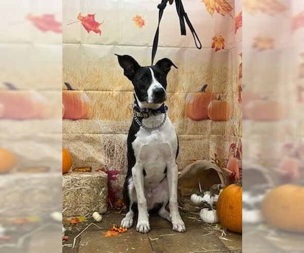 Medium Photo #4 Great Dane-Labrador Retriever Mix Puppy For Sale in Missouri City, TX, USA