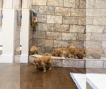 Litter of 5 - Male(s) and Female(s) GoldendoodleLitter of Puppies for Sale - Photo #9