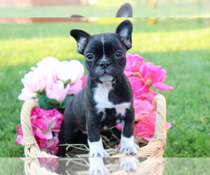 Faux Frenchbo Bulldog Puppy for sale in SHILOH, OH, USA