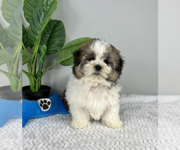 Medium Photo #7 Zuchon Puppy For Sale in FRANKLIN, IN, USA