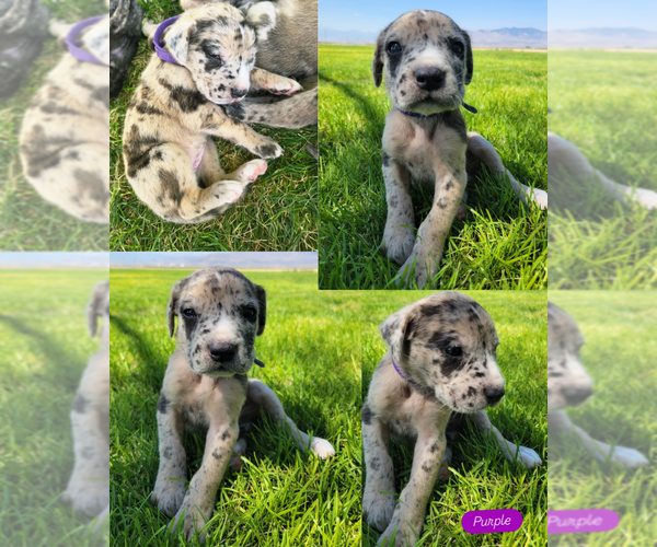 Medium Photo #5 Daniff-Neapolitan Mastiff Mix Puppy For Sale in MONTEVIEW, ID, USA