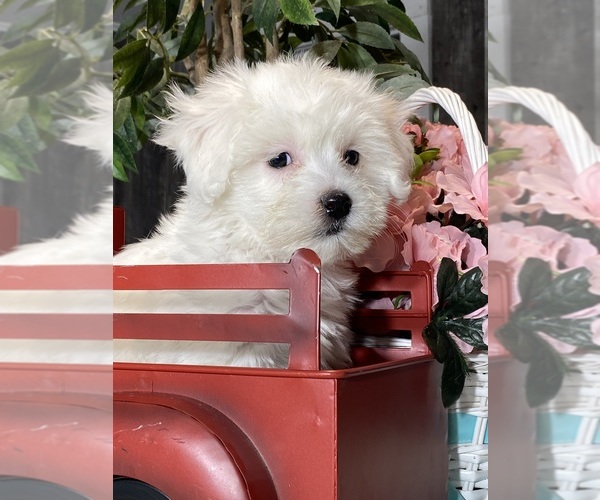 Medium Photo #3 Havaton Puppy For Sale in CANOGA, NY, USA