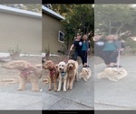 Small #22 Goldendoodle