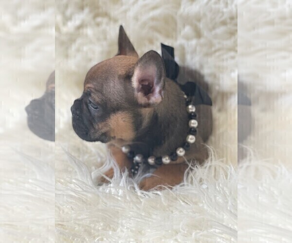 Medium Photo #3 French Bulldog Puppy For Sale in MONTEBELLO, CA, USA