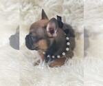 Small Photo #3 French Bulldog Puppy For Sale in MONTEBELLO, CA, USA