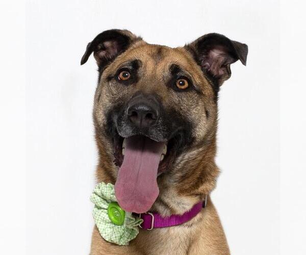 Medium Photo #1 Mutt Puppy For Sale in Santa Maria, CA, USA