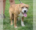 Small #2 Boxer Mix