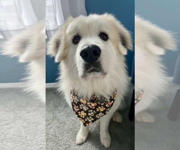 Medium Photo #6 Great Pyrenees Puppy For Sale in Brooklyn Center, MN, USA