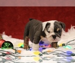 Small Photo #4 English Bulldog Puppy For Sale in PALMDALE, CA, USA