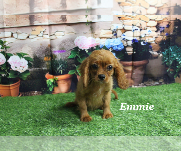 Medium Photo #19 Cavalier King Charles Spaniel Puppy For Sale in CHANUTE, KS, USA