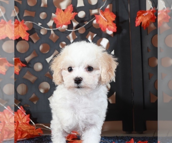 Medium Photo #4 Bichpoo Puppy For Sale in MOUNT VERNON, OH, USA