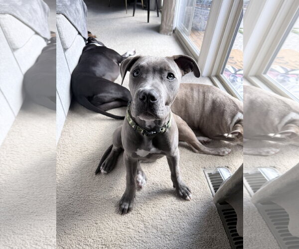 Medium Photo #3 American Pit Bull Terrier Puppy For Sale in Berkeley, CA, USA