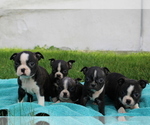 Small Photo #2 Boston Terrier Puppy For Sale in GAP, PA, USA