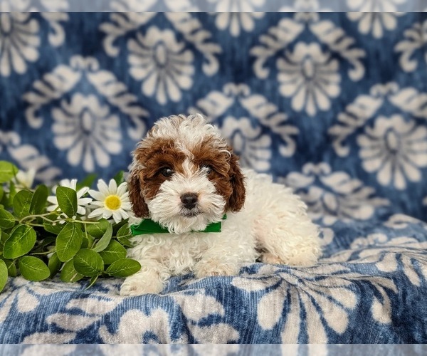 Medium Photo #5 Poodle (Toy) Puppy For Sale in LEOLA, PA, USA