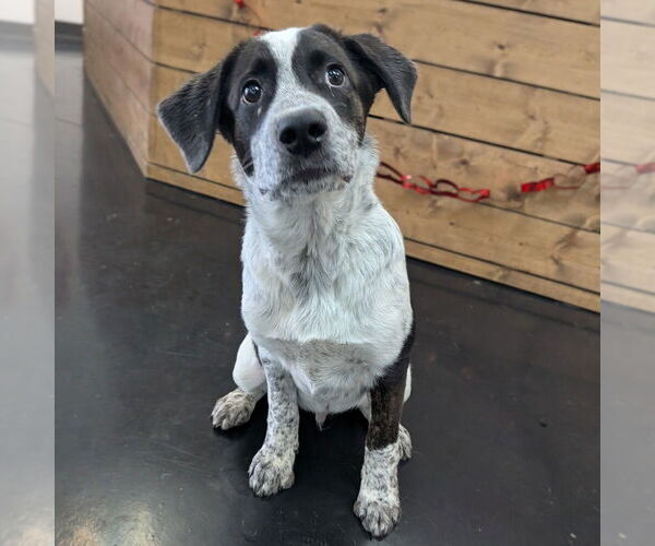 Medium Photo #14 Boxador Puppy For Sale in Vail, AZ, USA