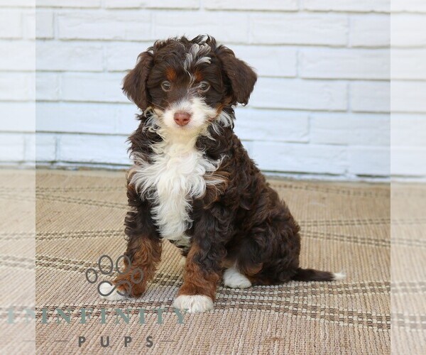 Medium Photo #4 Bernedoodle (Miniature) Puppy For Sale in PARADISE, PA, USA