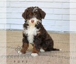 Small #3 Bernedoodle (Miniature)