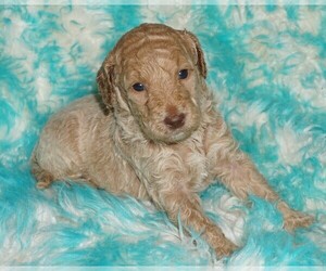 Miniature Labradoodle Puppy for sale in LA HABRA, CA, USA
