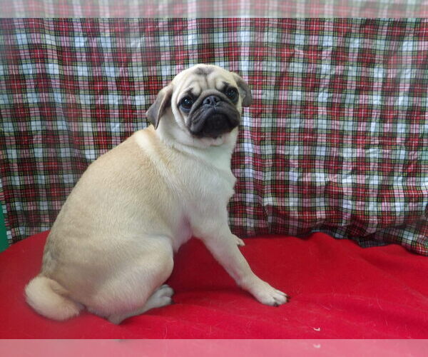Medium Photo #2 Pug Puppy For Sale in PATERSON, NJ, USA