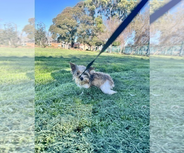 Medium Photo #3 Yorkshire Terrier Puppy For Sale in HAYWARD, CA, USA