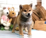 Small Photo #2 Shiba Inu Puppy For Sale in NEWARK, DE, USA