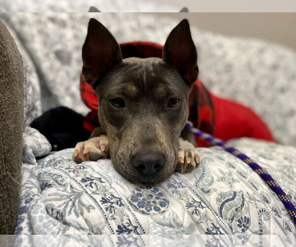 Medium Photo #3 Mutt Puppy For Sale in Rockaway, NJ, USA