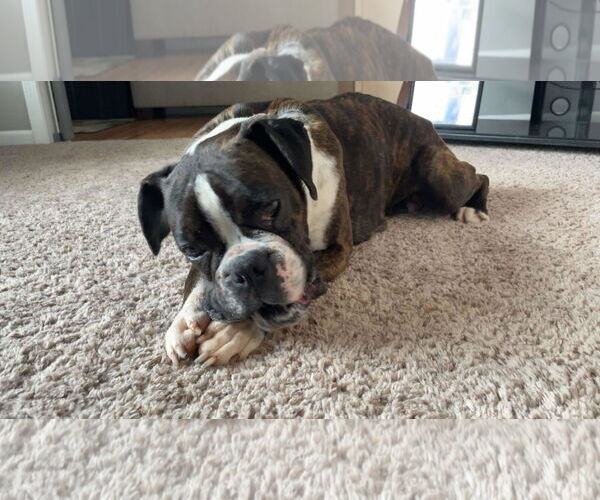 Medium Photo #5 Boxer Puppy For Sale in Burnsville, MN, USA