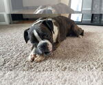Small #4 Boxer