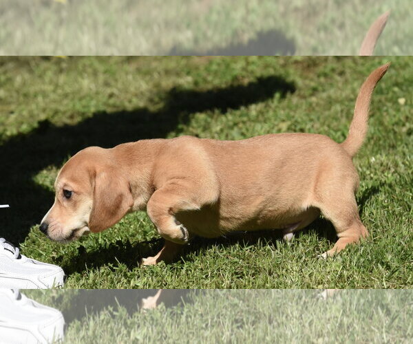 Medium Photo #5 Dachsador Puppy For Sale in Mechanicsburg, PA, USA