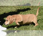 Small #4 Dachsador